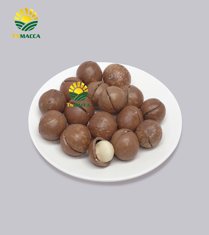 Macca Sấy Nứt Size 22-25 Mm Giá Sỉ - Đóng Container Xuất Khẩu